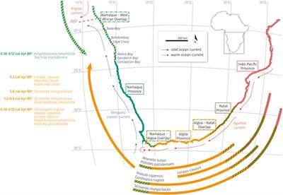 Sedimentary evolution of lagoons along the Namibian coast reveals fluctuation in Holocene biogeographic faunal provinces, upwelling intensity and sea level